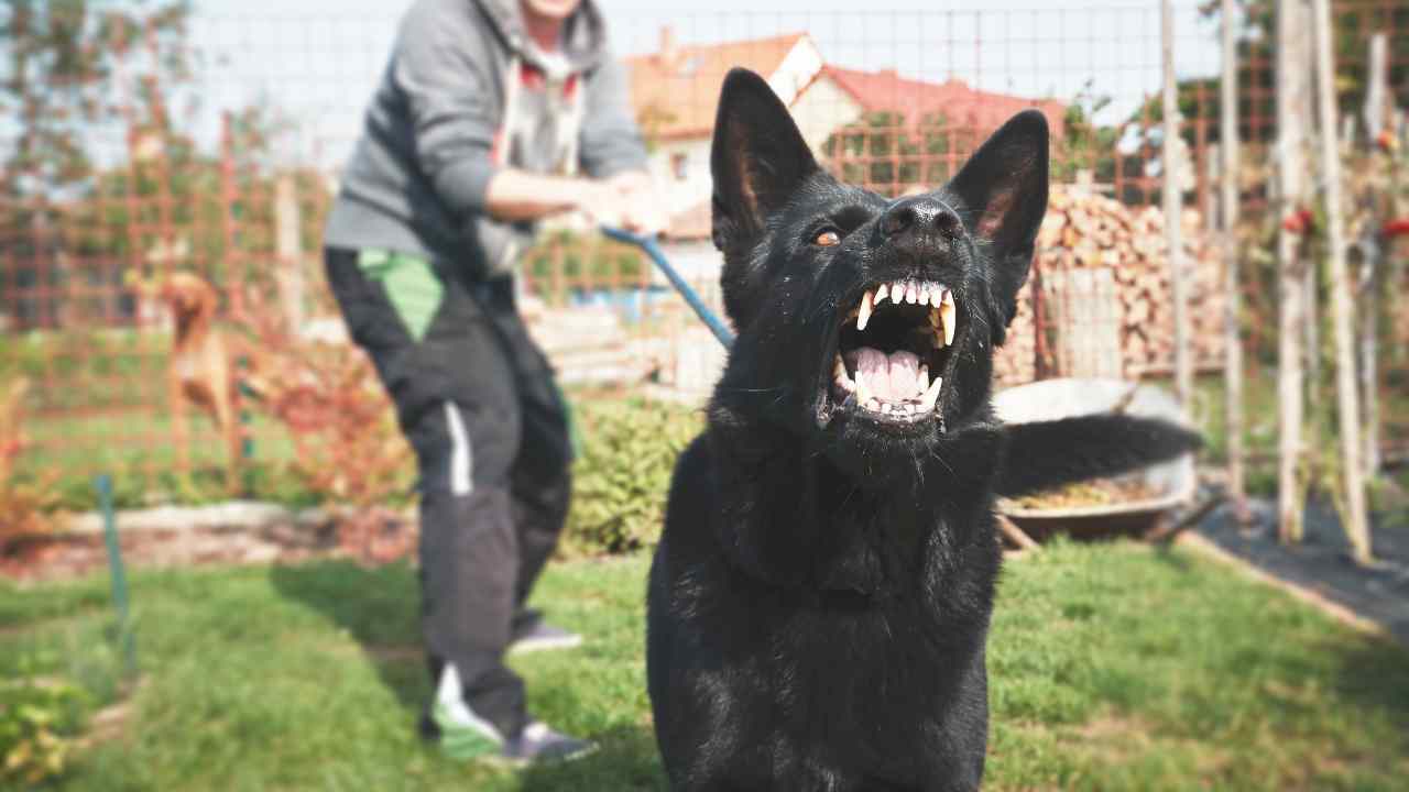 Cómpralo una vez y no tendrás problemas de seguridad: tu casa está protegida sin cámaras