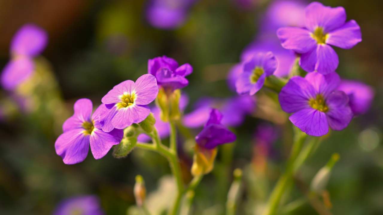 phlox luna rosa