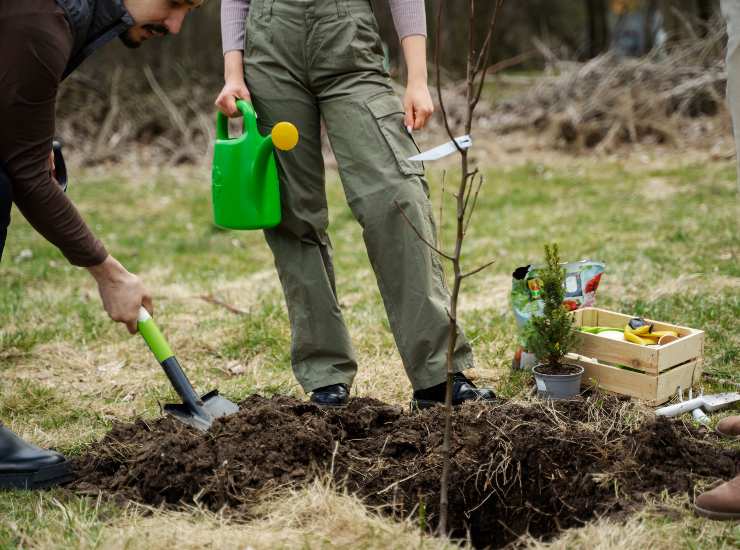 riforestazione semi robot