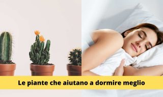 Piante Sonno