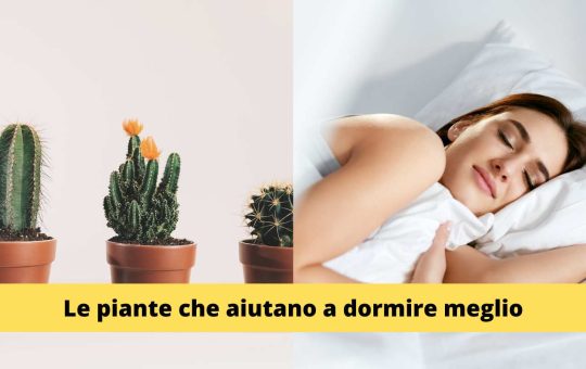 Piante Sonno