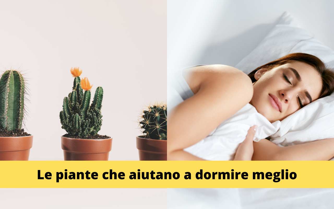 Piante Sonno