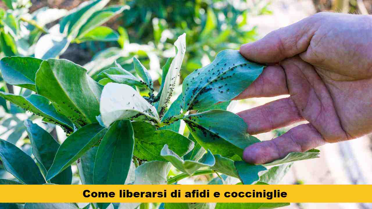 olio di neem per afidi