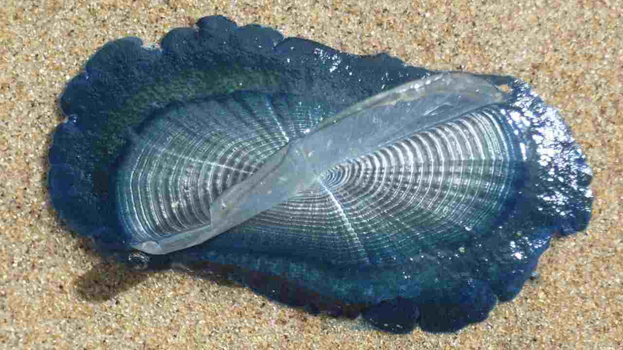 medusa blu 2 - Ipaddisti 20230905