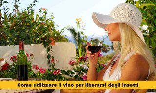 trappole insetti