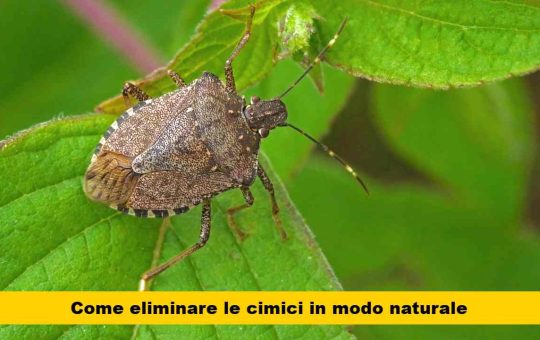 menta aglio repellenti