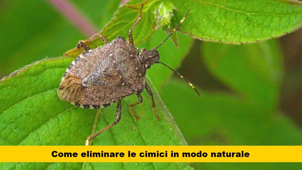 menta aglio repellenti