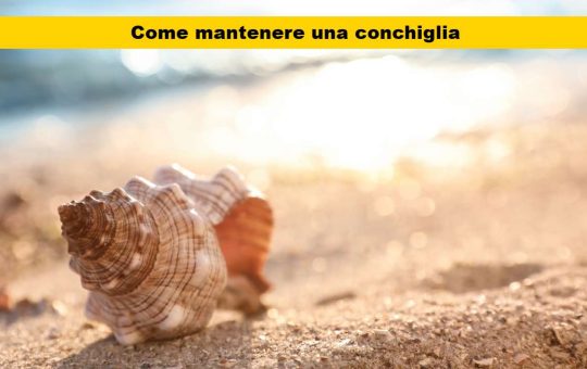 come mantenere una conchiglia