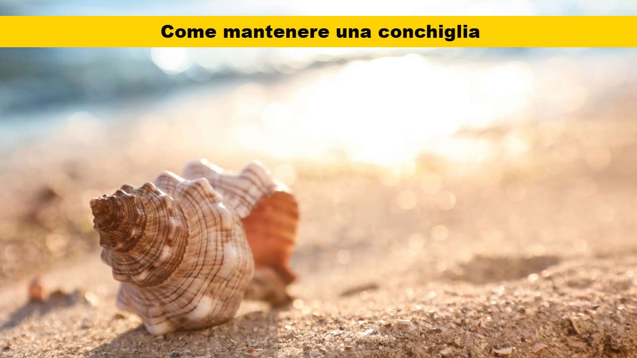 come mantenere una conchiglia