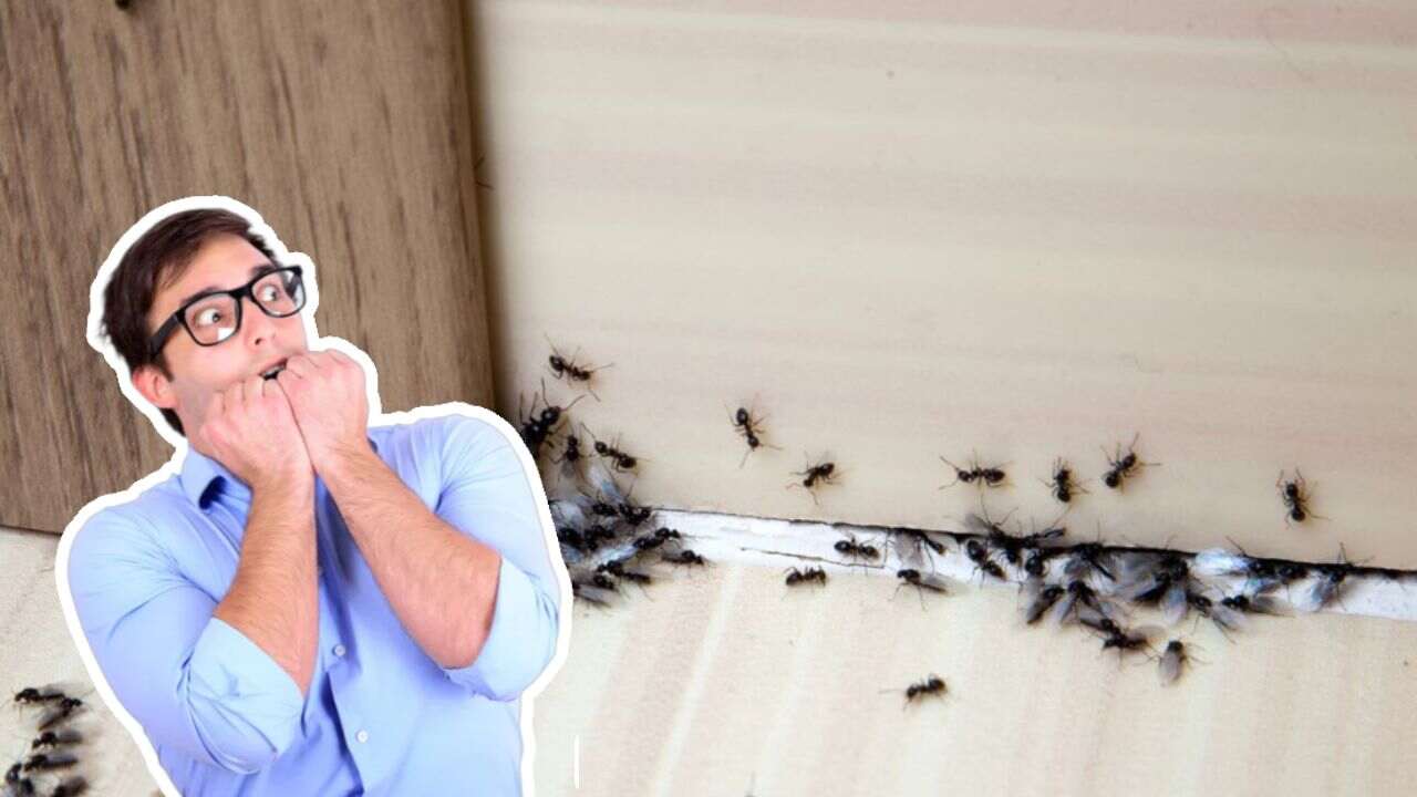 infestazione formiche