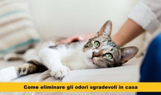 lettiera gatti