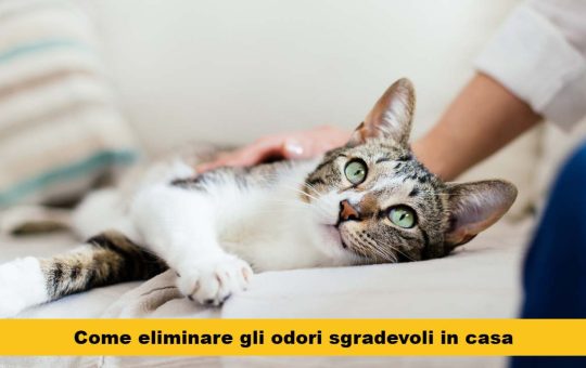 lettiera gatti