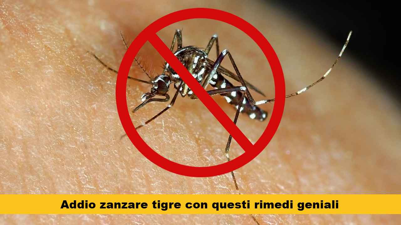 eliminare zanzare tigre