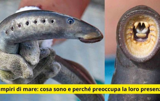 Vampiri di mare cosa sono