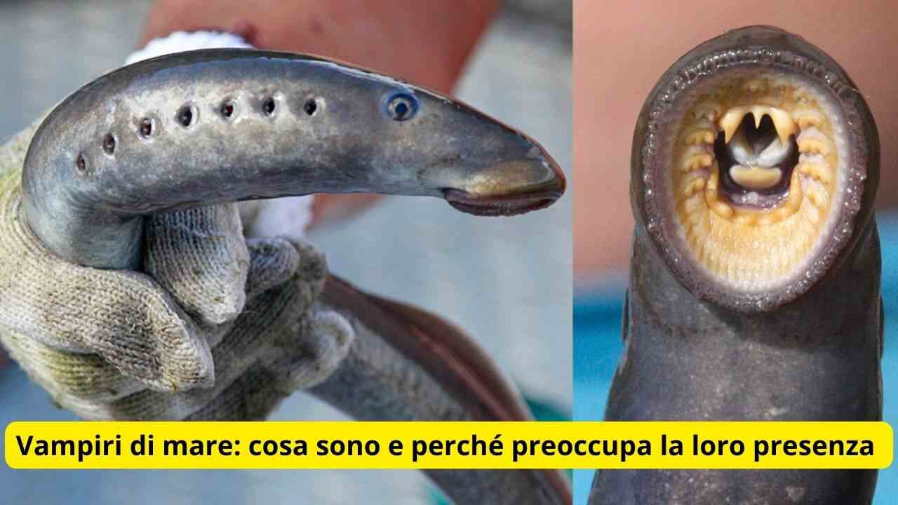 Vampiri di mare cosa sono