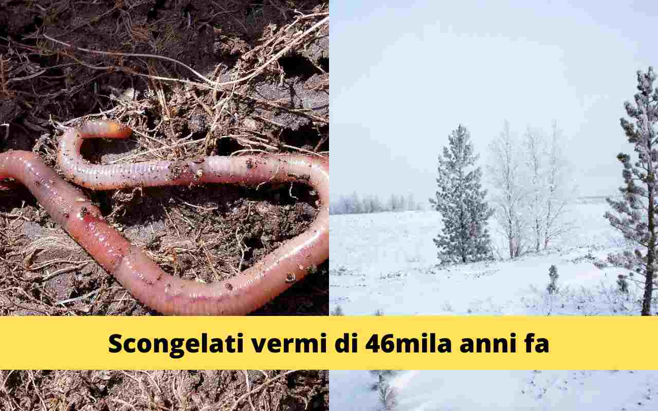 Vermi Permafrost