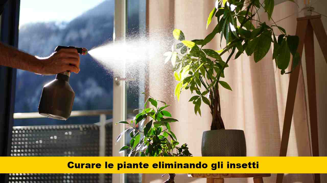 insetti piante