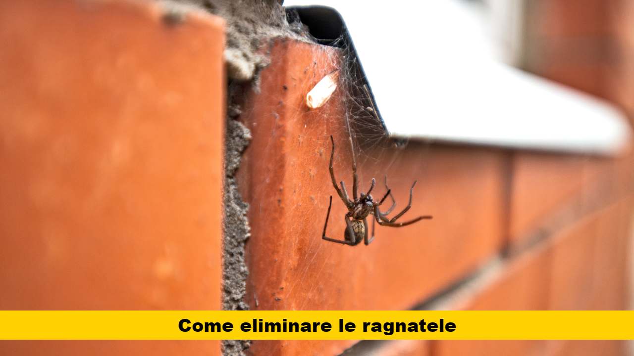 ragno con ragnatela