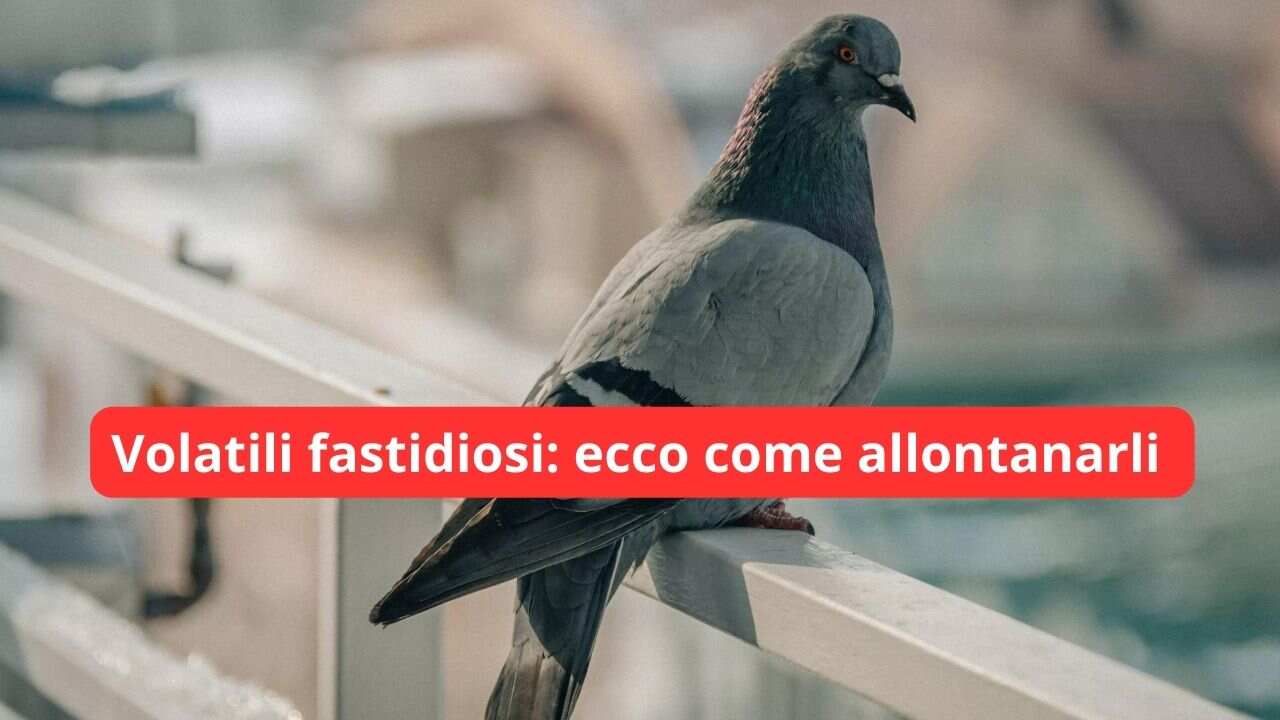 volatili fastidiosi, come allontanarli