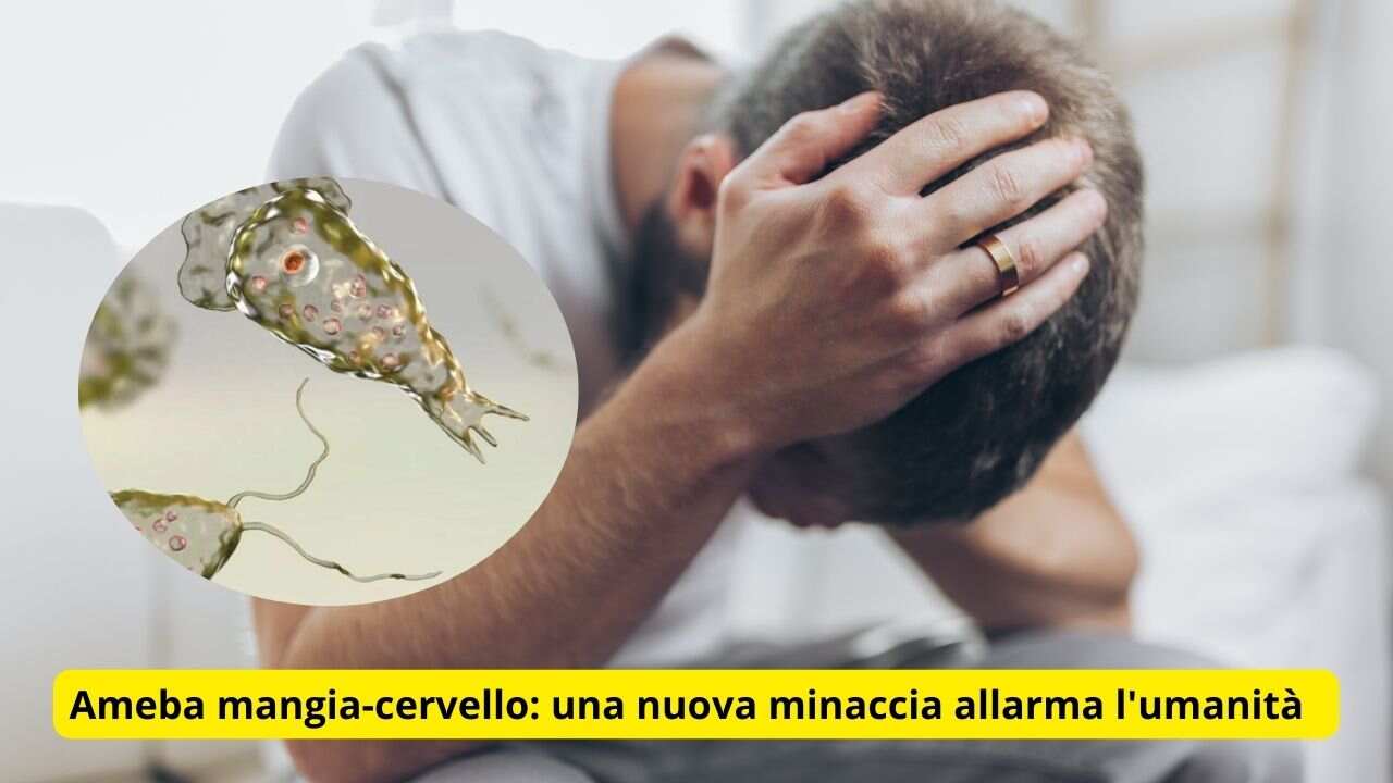 Ameba mangia-cervello