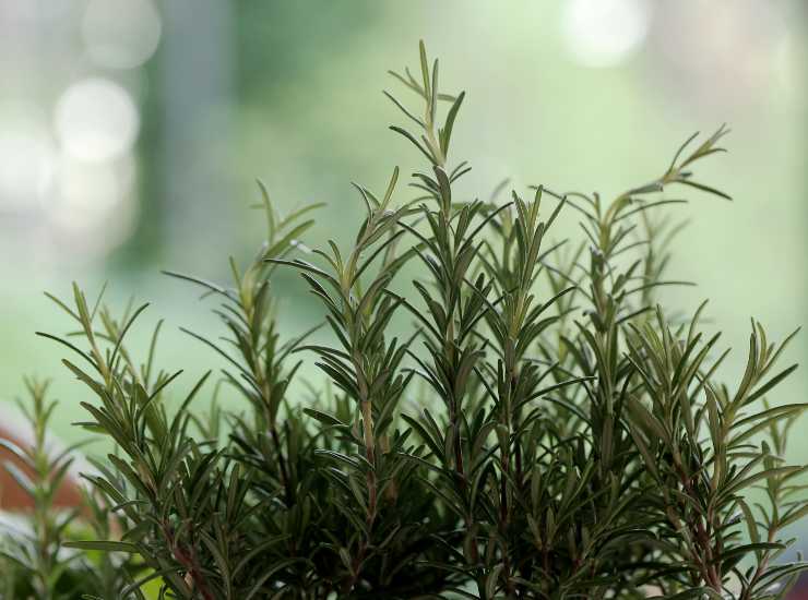 Rosemary