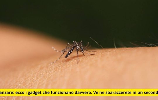 zanzare