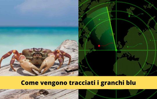 Granchi Blu Tracciamento