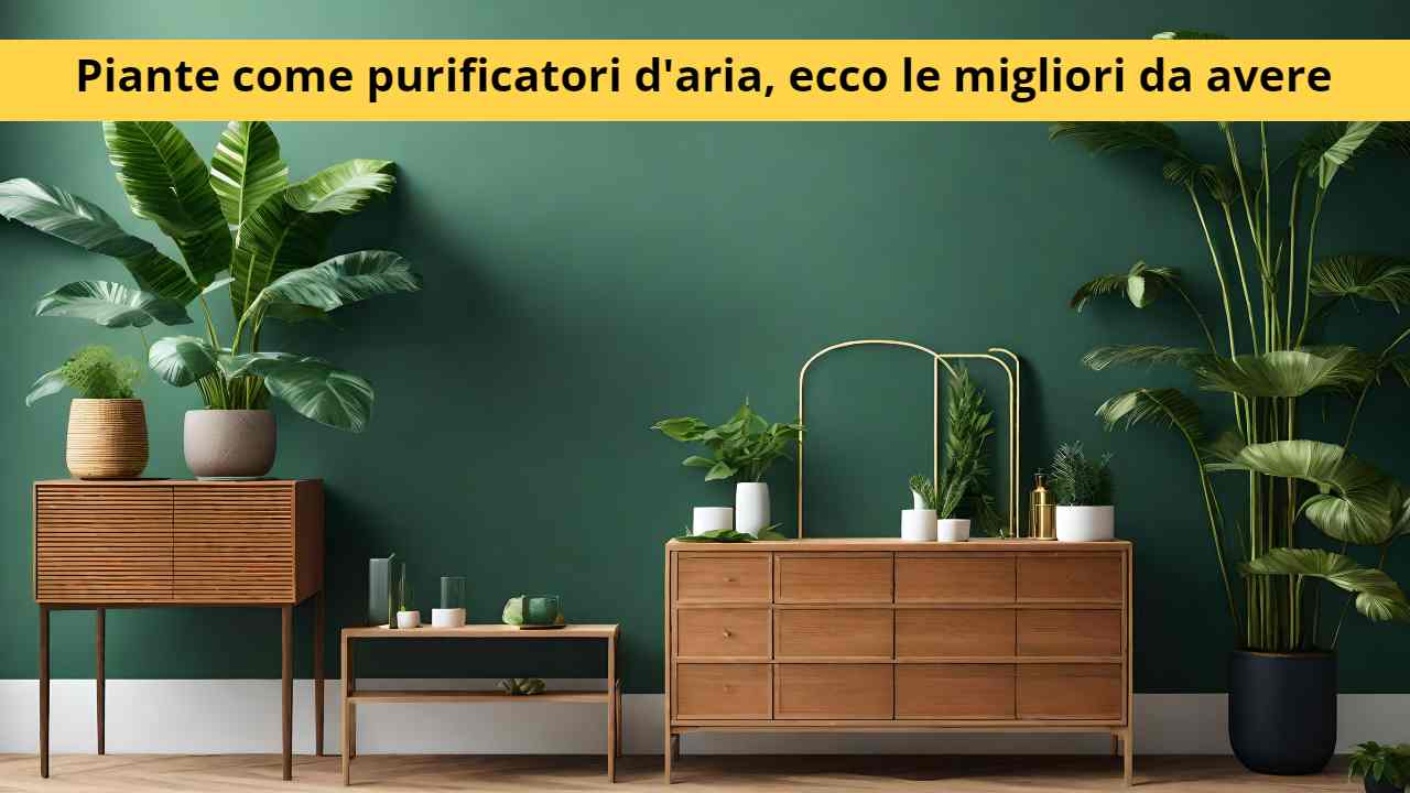 purificatore piante migliori