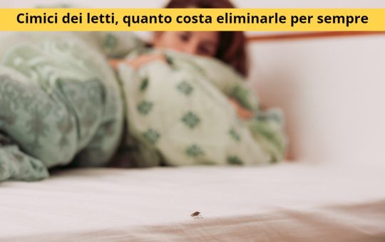 cimici del letto