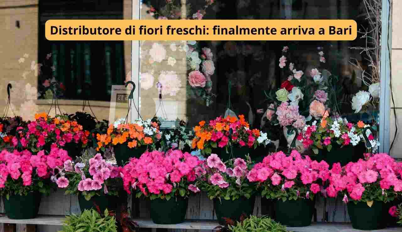 distirbutore fiori freschi