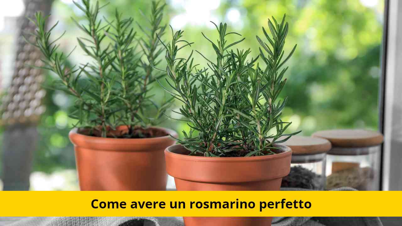 rosmarino