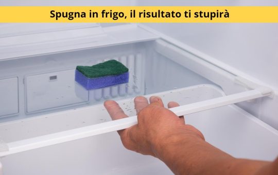 spugna in frigo