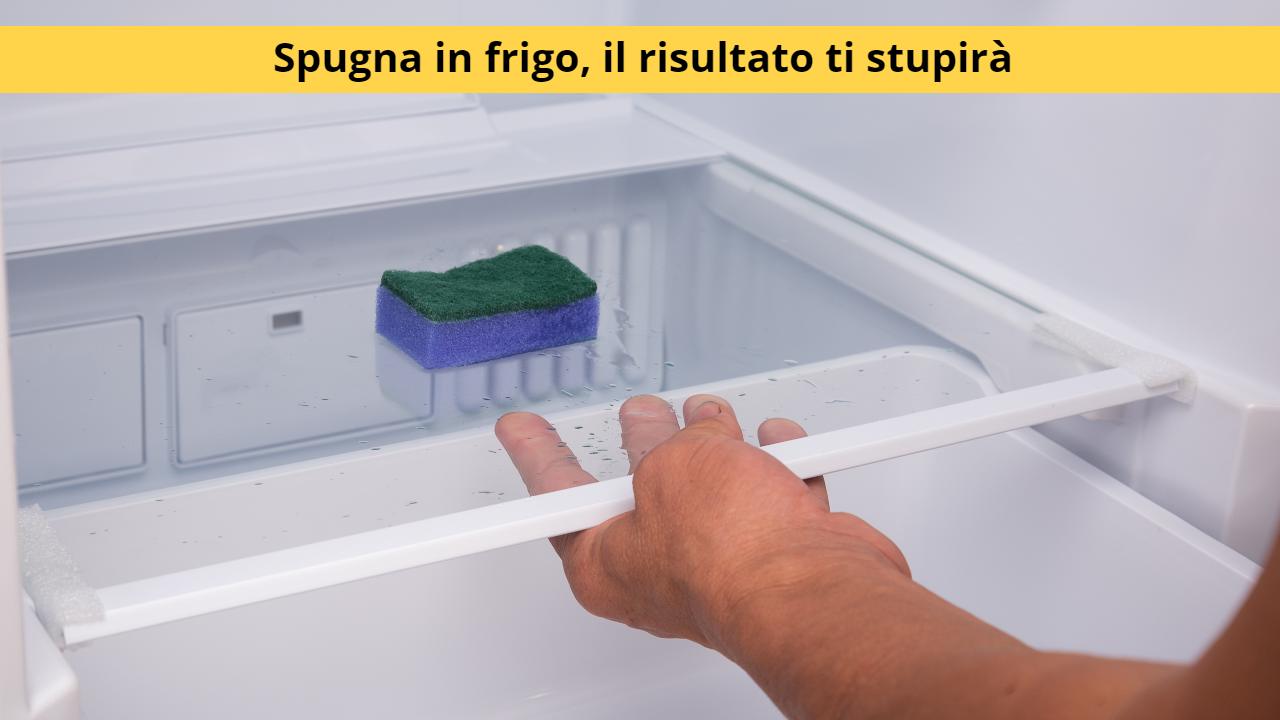 spugna in frigo