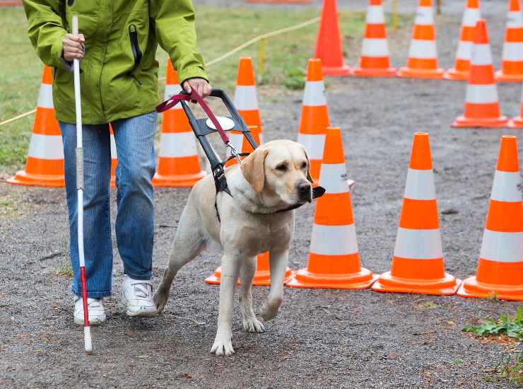 cane guida non vedenti