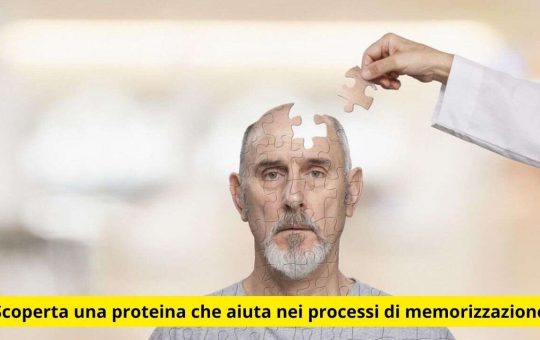 proteina memorizzazione