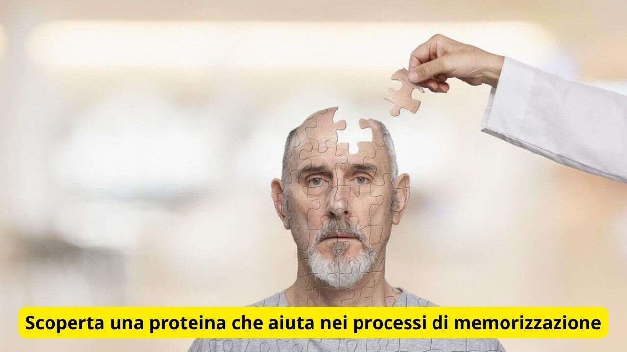 proteina memorizzazione